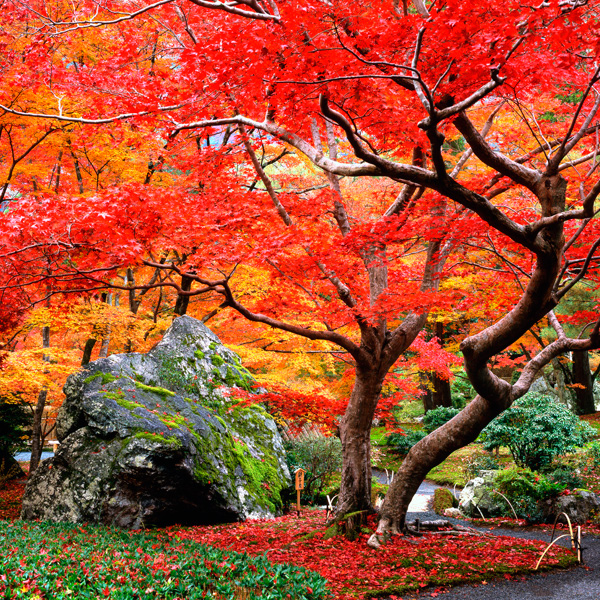 The Lion's Roar Garden