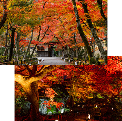 期間限定 庭園の特別公開 嵐山借景 山水回遊 庭園 「獅子吼(ししく)の庭」「風河燦燦三三自在」 公開