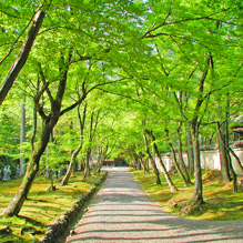 青紅葉のトンネルと玄関門